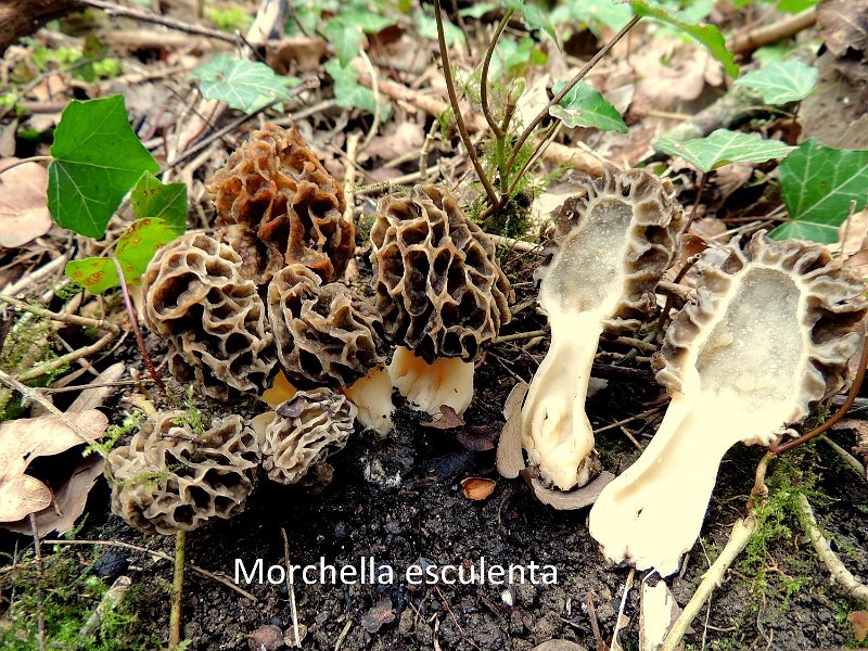Morchella esculenta-amf1295-2.jpg - Morchella esculenta ; Non français: Morille commestible